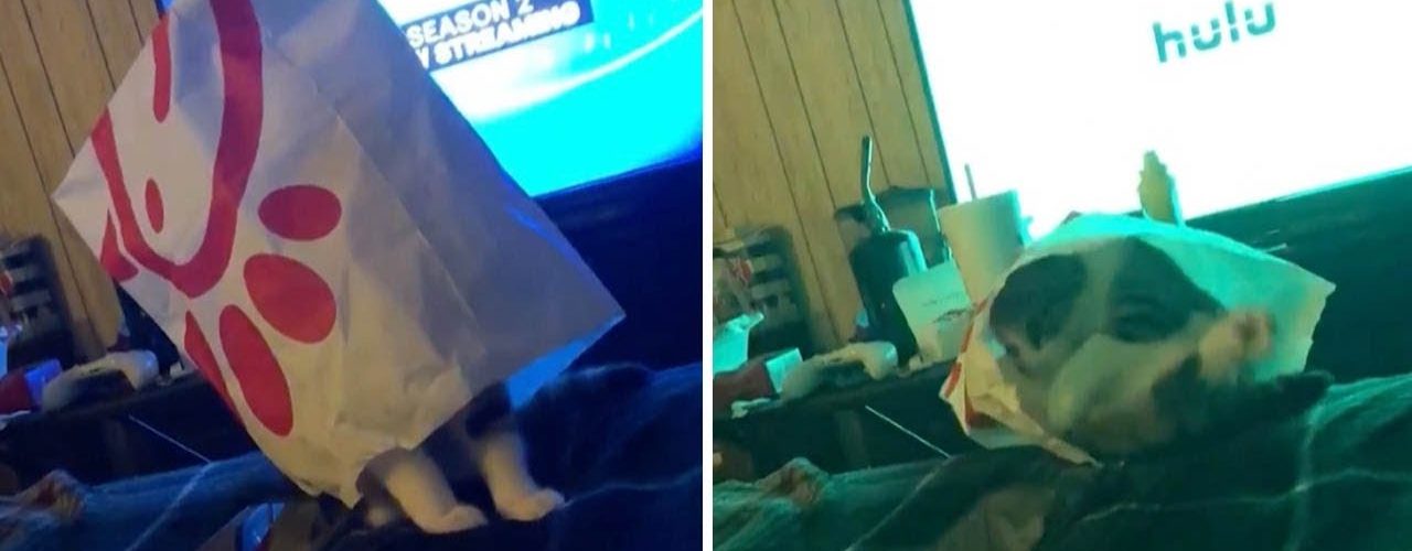 cat with bag on head falls off b 1