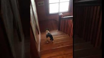 dog walks backwards upstairs to