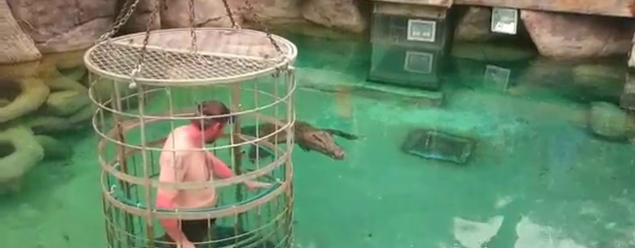 a man swims with crocodiles