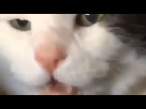 cat sniffs another cats butt