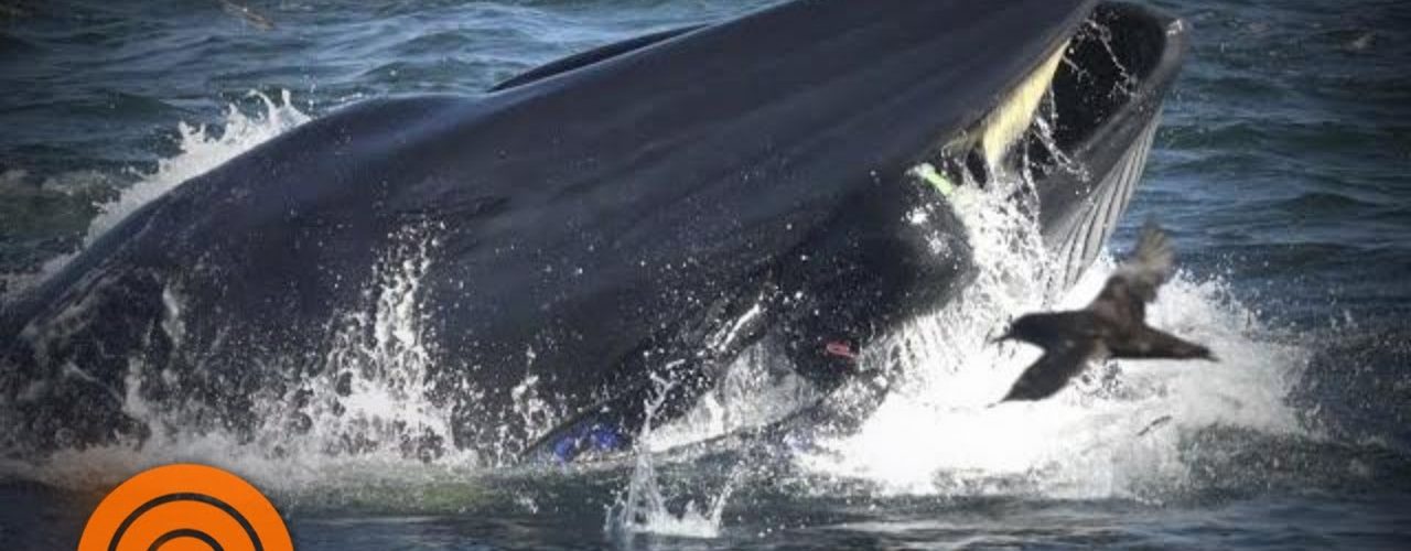 diver swallowed by whale