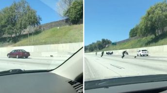 runaway dog terrorizes freeway