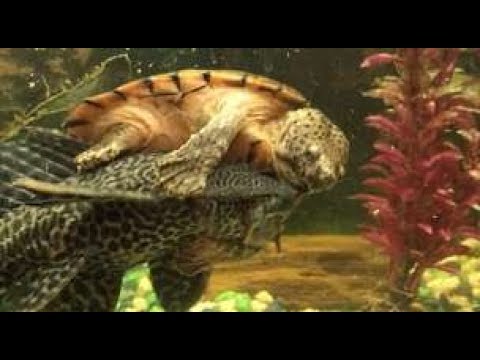turtle rides a fish