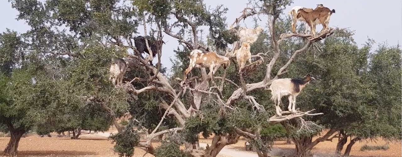 goats chill in tree