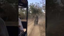running from an elephant