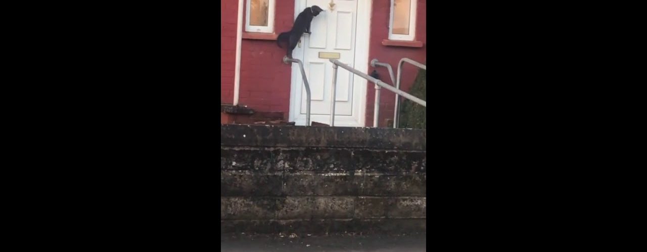 a cat knocks on a door