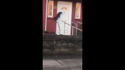 a cat knocks on a door