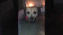 dog climbs in owners bath