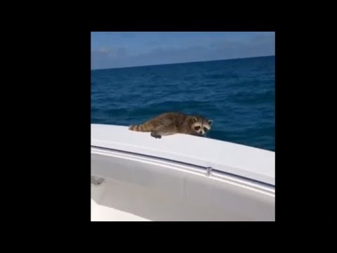 man forces raccoon to jump off o