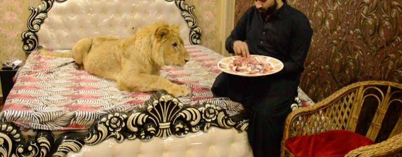 man lives with pet lion