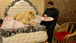 man lives with pet lion