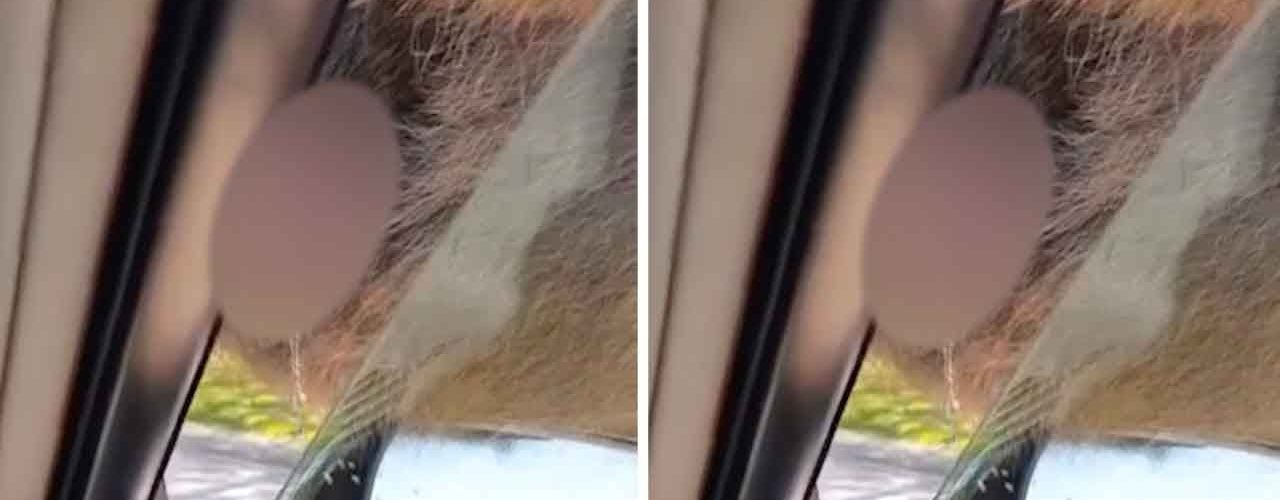 monkey pees in car