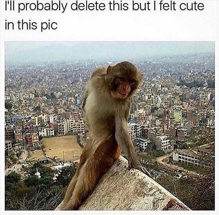 Instagram I felt cute monkey meme