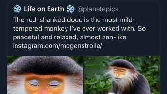 funny monkey makeup tweet