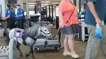 Woman brings pony on plane