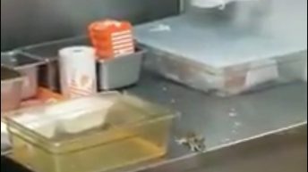 Mouse in whataburger restaurant