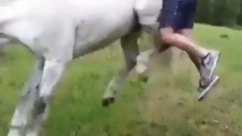 man gets kicked by horse