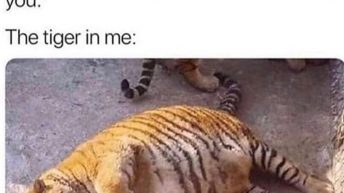 The tiger in me meme