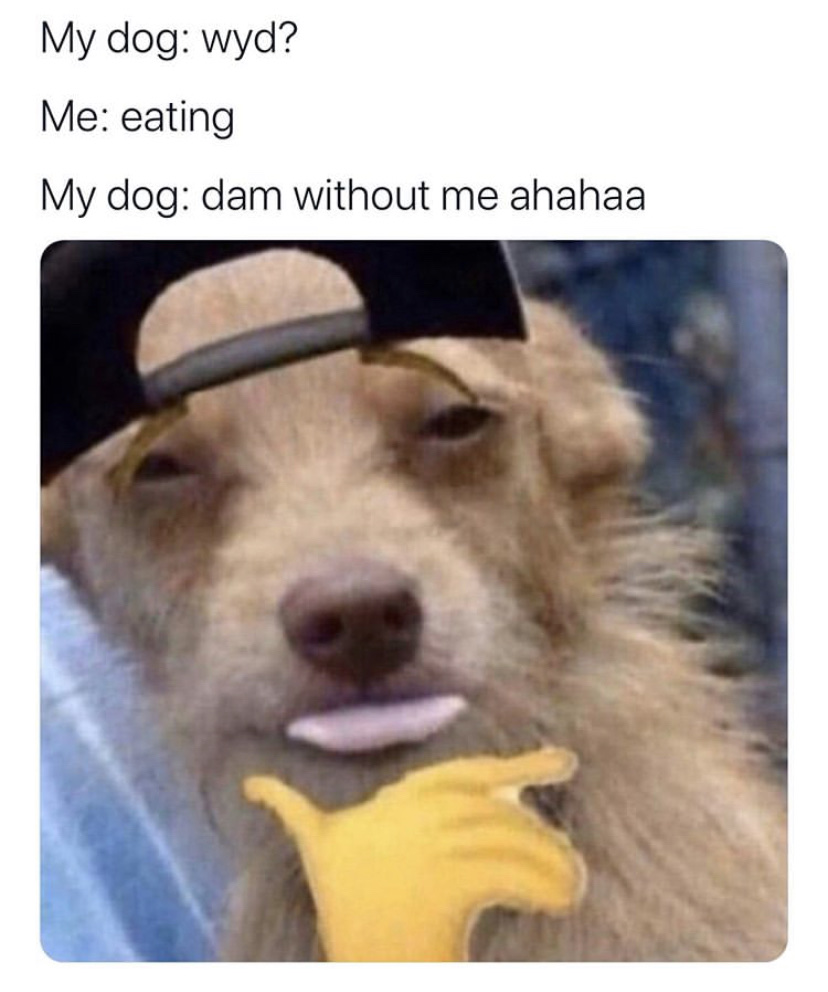 Eating without your dog be like meme