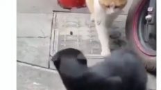 Cat caught cheating