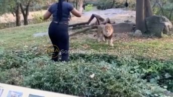 woman jumps in lion den