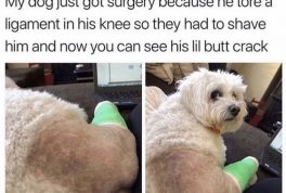 Shaved dog's butt crack
