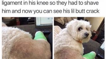 Shaved dog's butt crack