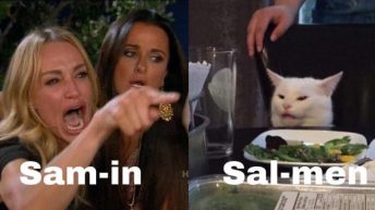 angry cat vs woman meme salmon