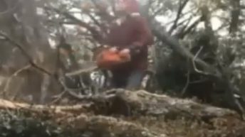 man hit in balls by falling tree