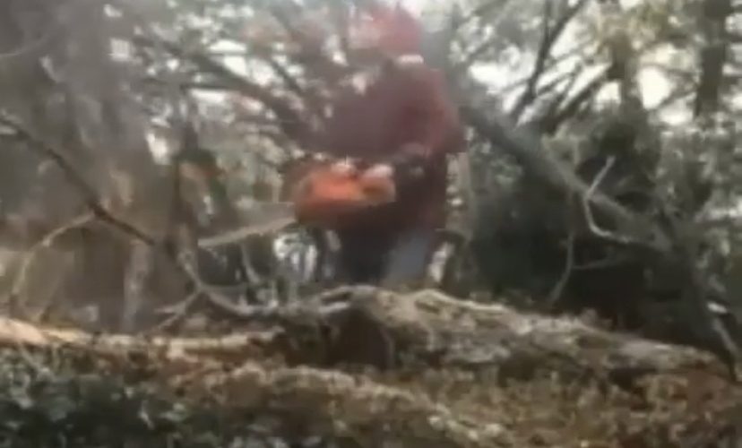 man hit in balls by falling tree