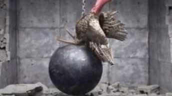 I came in like a butterball turkey meme