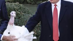 Donald Trump pardons turkey funny picture