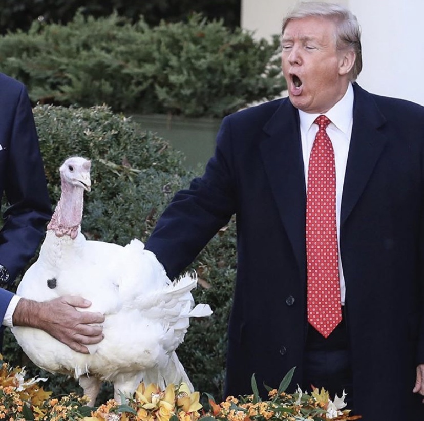 Donald Trump pardons turkey funny picture