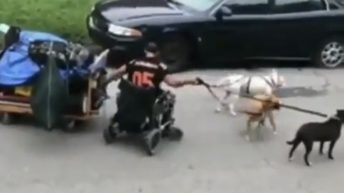 guy in wheelchair pulled by dogs