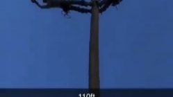 man hangs from pole