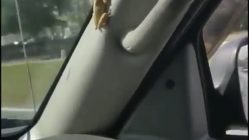 frog jumps in car