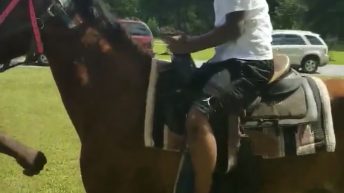 horse takes off with rider