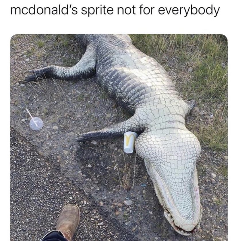 McDonald's sprite is not for everybody alligator meme
