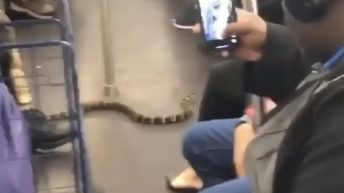 Snake on a subway