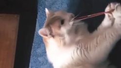cat gets slapped by rubber band