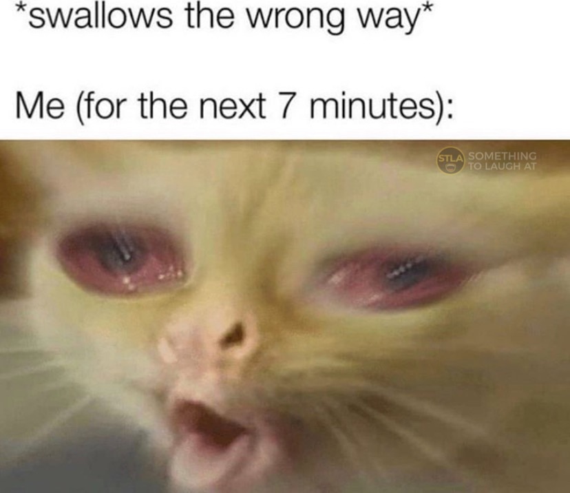 Swallows the wrong way coughing cat meme