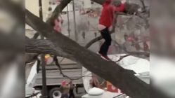 kansas city chiefs fan falls out of tree