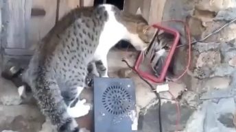 Cat screaming at its reflection in mirror
