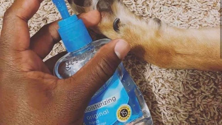 Giving dog hand sanitizer during coronavirus meme