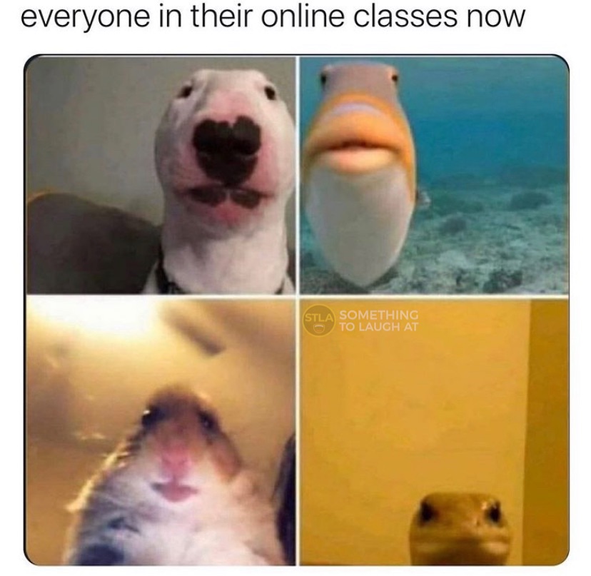 Everyone in their online classes now coronavirus fish meme
