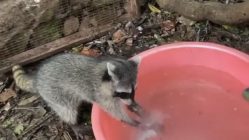 Raccoon hand washing