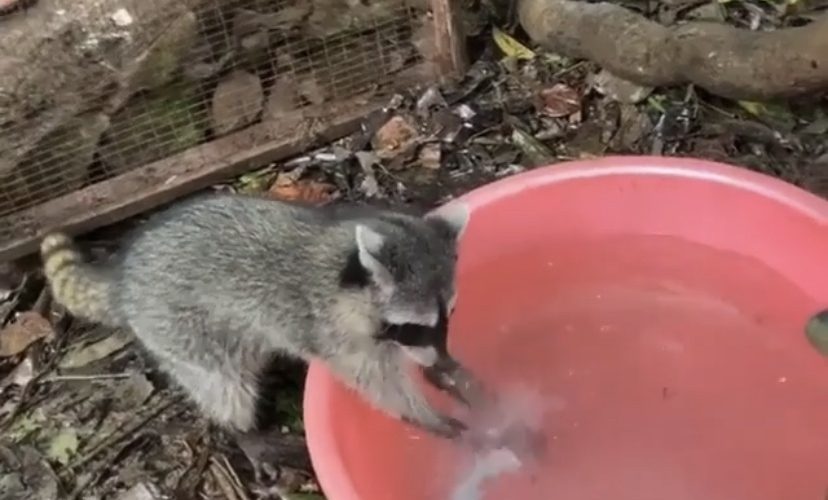 Raccoon hand washing