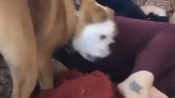 Dog throws up after smelling owner