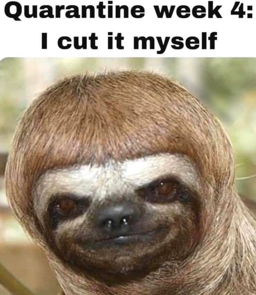 I cut it myself sloth quarantine meme