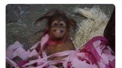 Me waking up 30 seconds before my zoom meeting every morning monkey meme